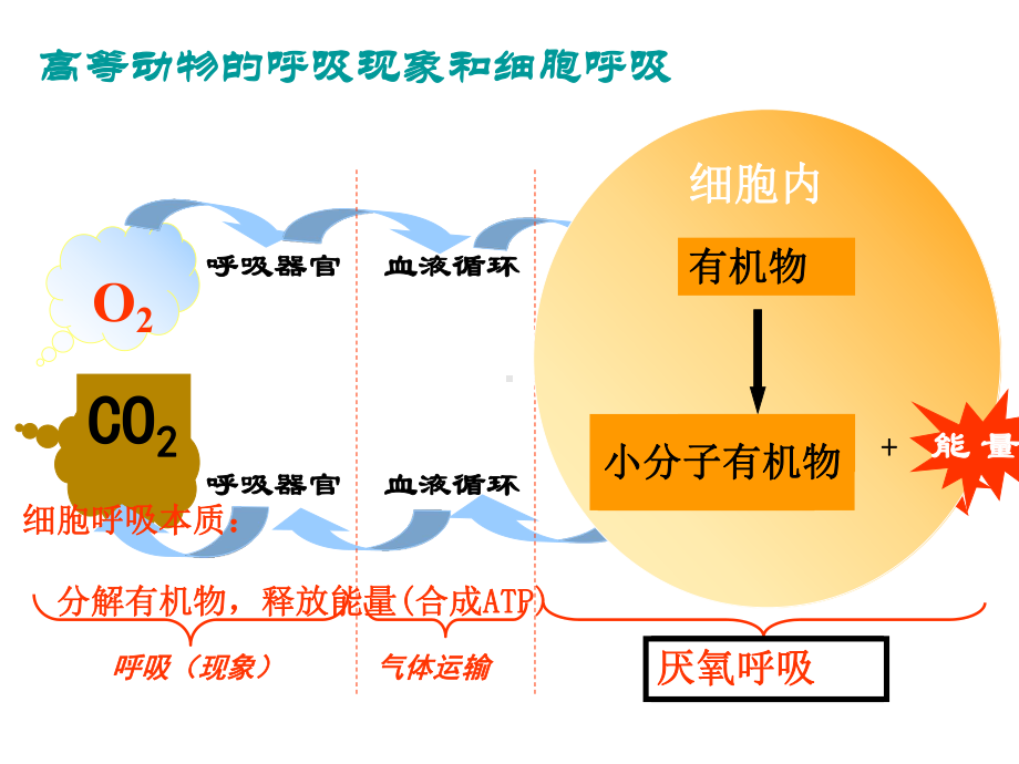 3.4细胞呼吸为细胞生活提供能量ppt课件-（新教材）2019新浙科版高中生物必修一(01).ppt_第3页