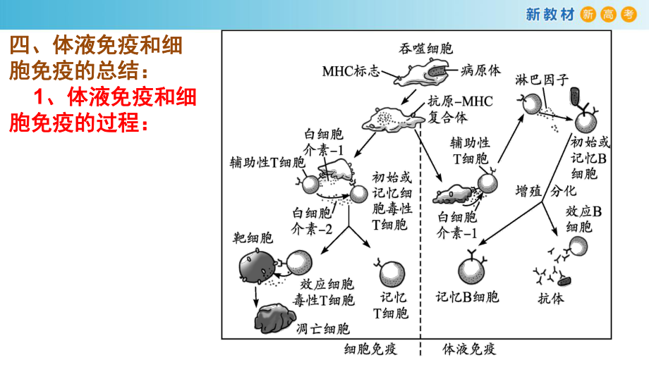 4.3人体通过特异性免疫对抗病原体（3）ppt课件-（新教材）2019新浙科版高中生物选择性必修一.pptx_第2页