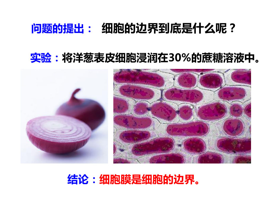 2.2细胞膜控制细胞与周围环境的联系ppt课件-（新教材）2019新浙科版高中生物必修一.ppt_第2页