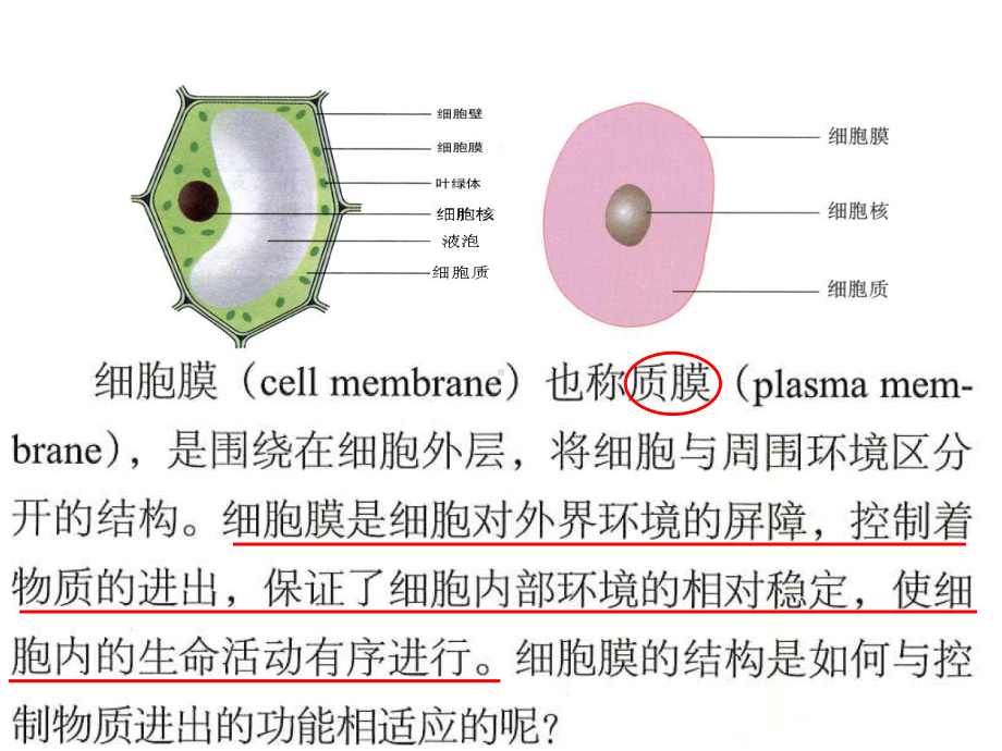 2.2细胞膜控制细胞与周围环境的联系ppt课件-（新教材）2019新浙科版高中生物必修一.ppt_第3页