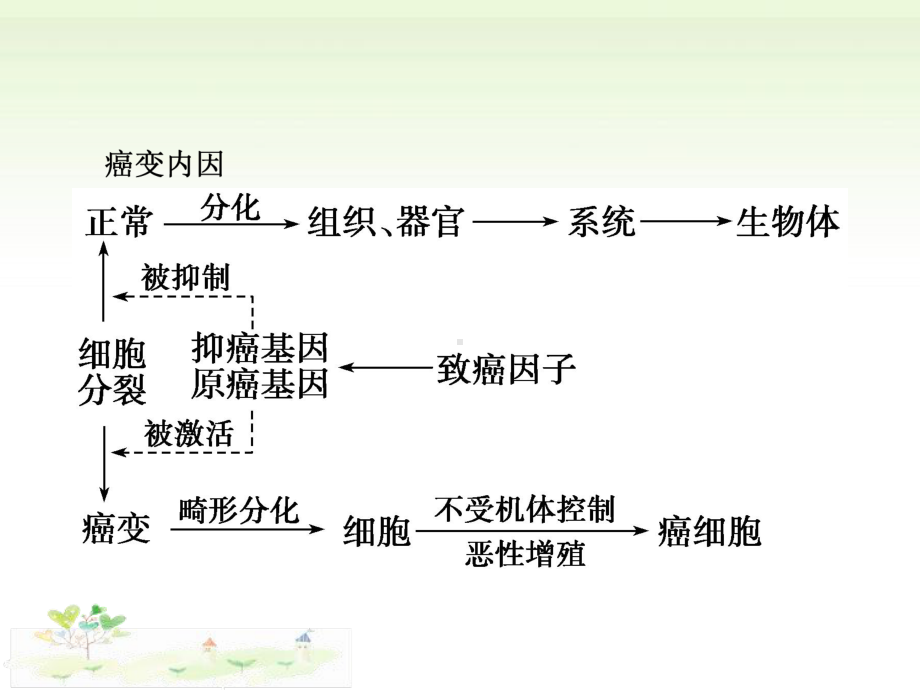 4.3细胞癌变、衰老和凋亡ppt课件-（新教材）2019新浙科版高中生物必修一.pptx_第3页