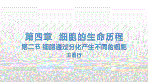 4.2 细胞通过分化产生不同的细胞 ppt课件-（新教材）2019新浙科版高中生物必修一.pptx