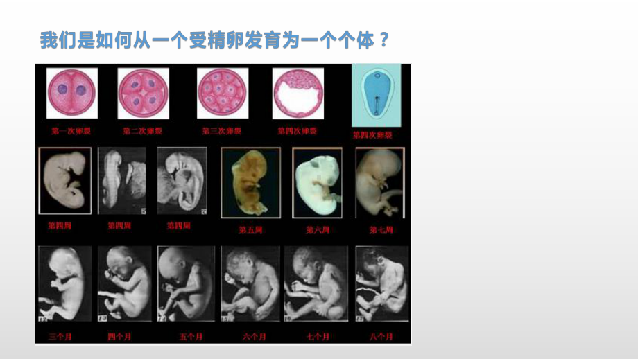 4.2 细胞通过分化产生不同的细胞 ppt课件-（新教材）2019新浙科版高中生物必修一.pptx_第2页