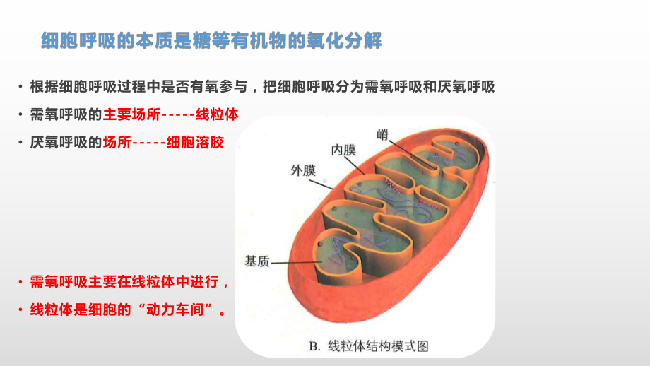 3.4 细胞呼吸为细胞生活提供能量（2）需氧呼吸的过程及其特点 ppt课件-（新教材）2019新浙科版高中生物必修一.pptx_第2页