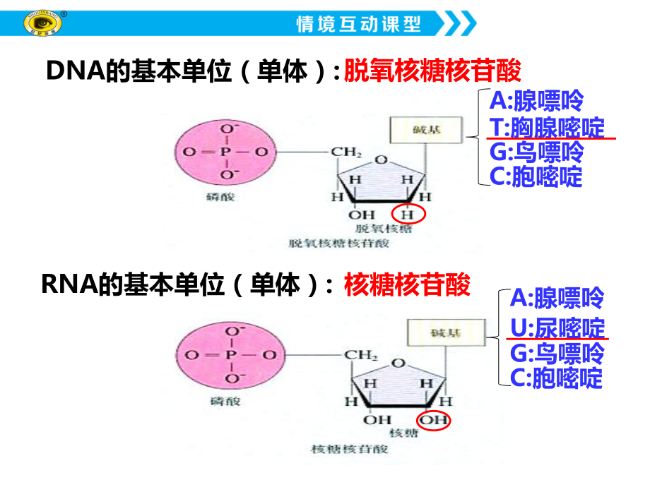 1.2.3核酸ppt课件-（新教材）2019新浙科版高中生物必修一.ppt_第3页