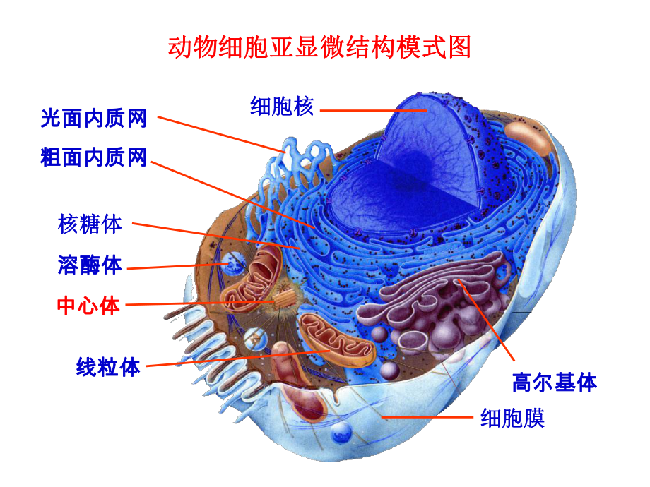 2.4细胞核是细胞生命活动的控制中心ppt课件（新教材）浙科版（2019）高中生物必修一.pptx_第1页