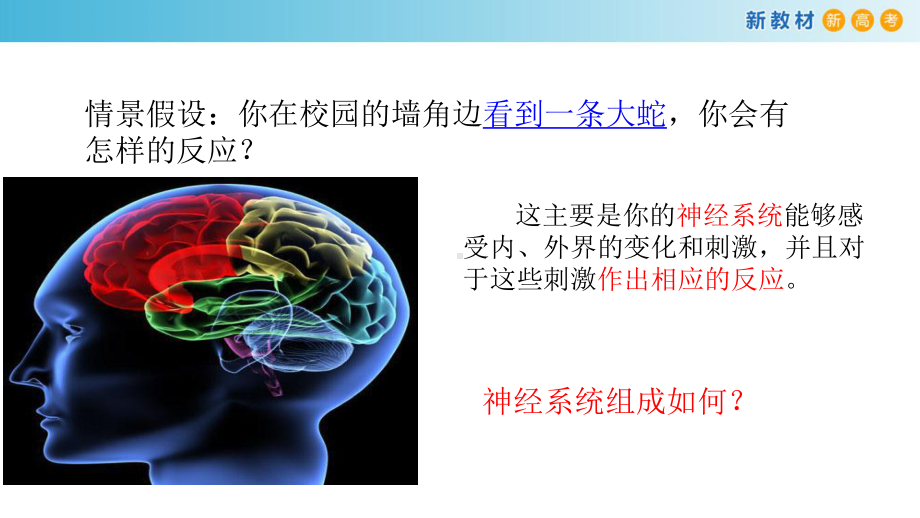 2.1神经系统是神经调节的结构基础 ppt课件-（新教材）2019新浙科版高中生物选择性必修一.pptx_第2页