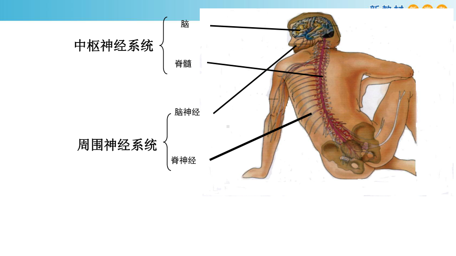 2.1神经系统是神经调节的结构基础 ppt课件-（新教材）2019新浙科版高中生物选择性必修一.pptx_第3页