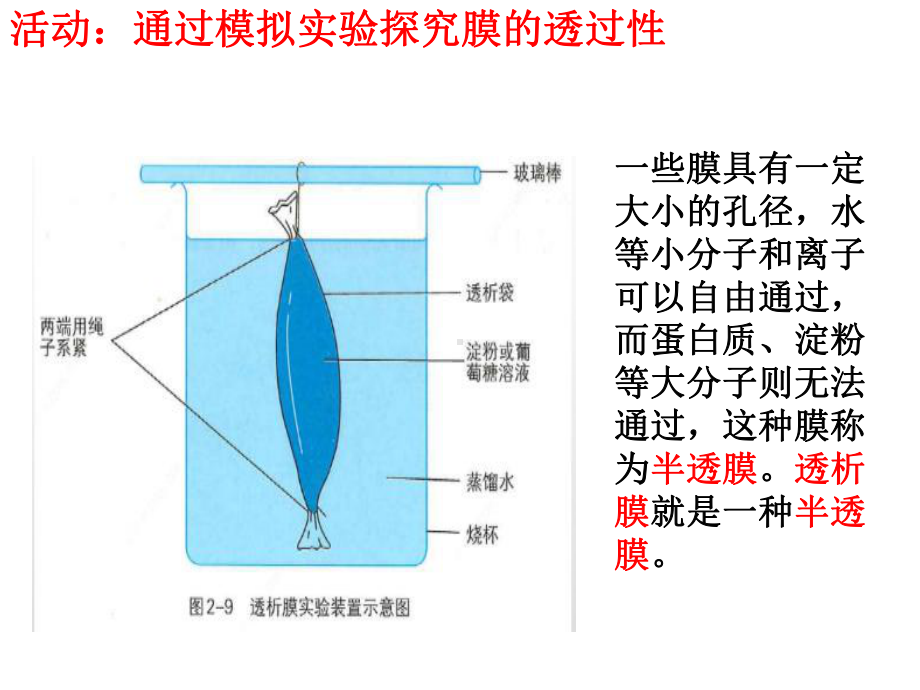 2.2细胞膜控制细胞与周围环境的联系ppt课件-（新教材）2019新浙科版高中生物必修一(共33张PPT).pptx_第3页