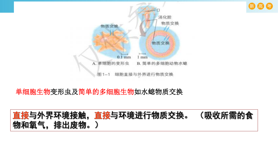 1.1人体细胞生活在内环境ppt课件-（新教材）2019新浙科版高中生物选择性必修一.pptx_第2页