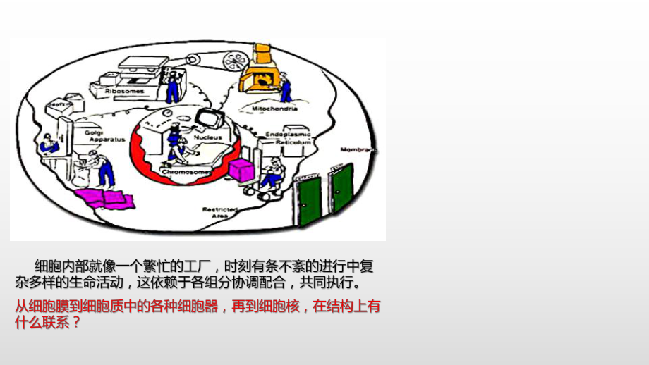 2.5 细胞在结构和功能上是一个统一的整体 ppt课件-（新教材）2019新浙科版高中生物必修一.pptx_第2页