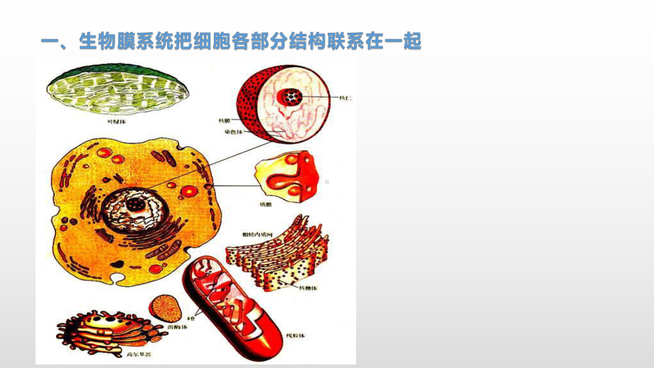 2.5 细胞在结构和功能上是一个统一的整体 ppt课件-（新教材）2019新浙科版高中生物必修一.pptx_第3页