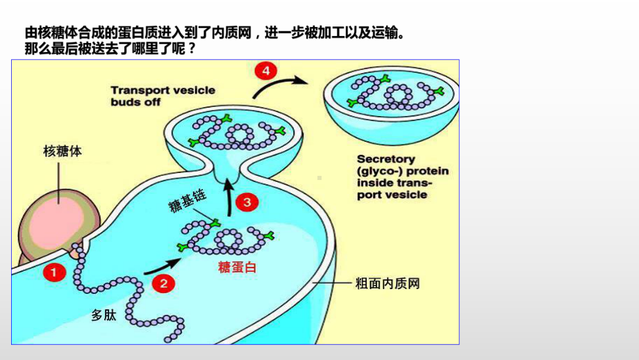 2.3 细胞质是多项生命活动的场所（1） ppt课件-（新教材）2019新浙科版高中生物必修一(共19张PPT).pptx_第2页