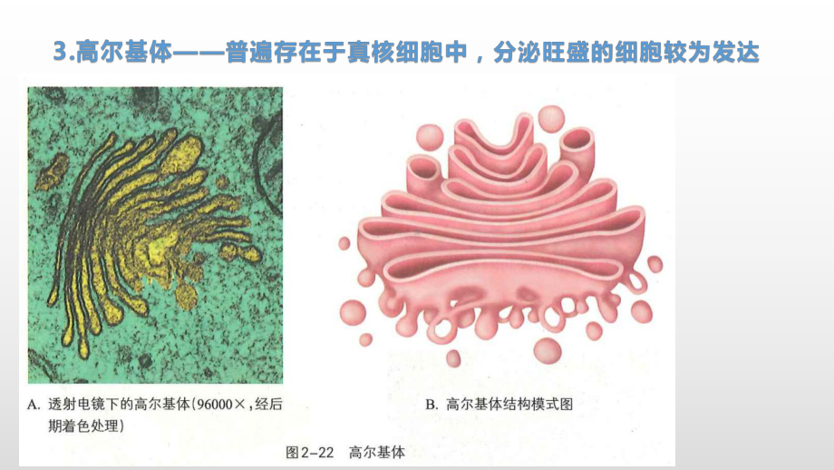 2.3 细胞质是多项生命活动的场所（1） ppt课件-（新教材）2019新浙科版高中生物必修一(共19张PPT).pptx_第3页