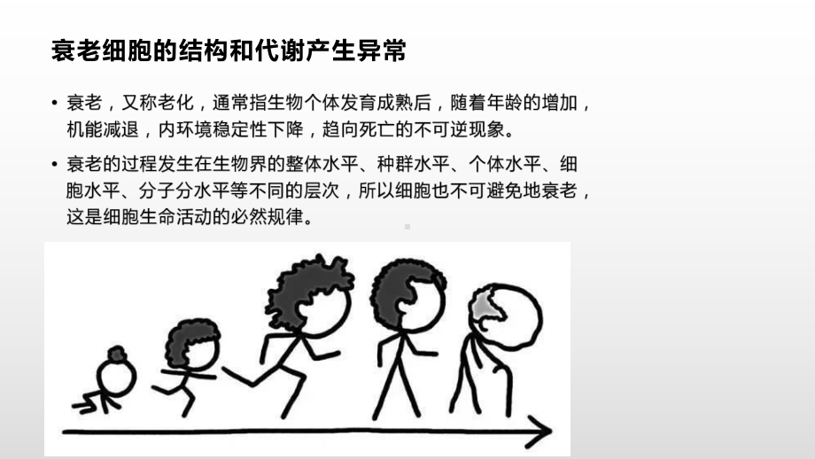 4.3 细胞凋亡是编程性死亡 ppt课件-（新教材）2019新浙科版高中生物必修一.pptx_第3页