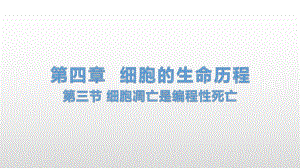 4.3 细胞凋亡是编程性死亡 ppt课件-（新教材）2019新浙科版高中生物必修一.pptx