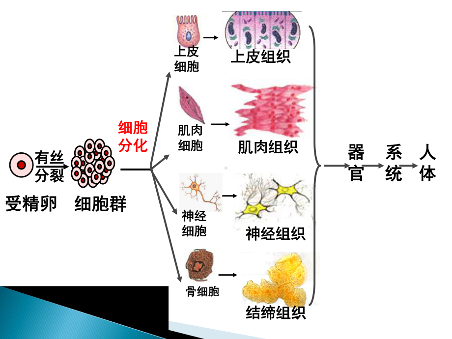 4.2细胞通过分化产生不同类型的细胞.pptx_第3页