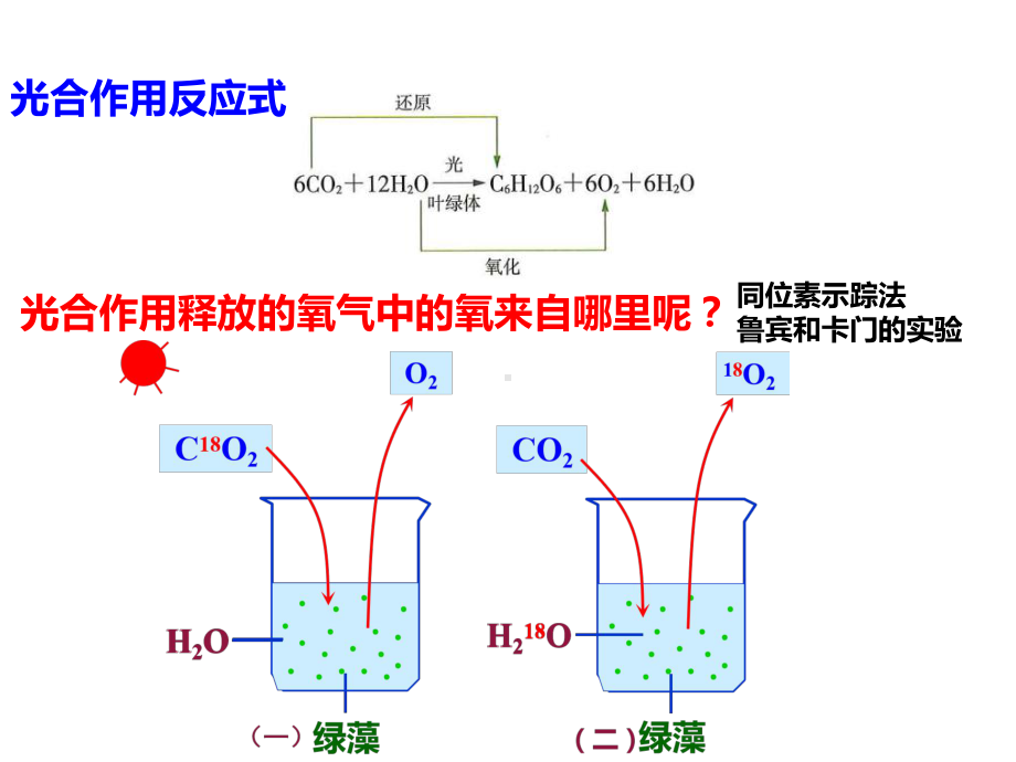 3.5光合作用将光能转化为化学能ppt课件-（新教材）2019新浙科版高中生物必修一.pptx_第3页