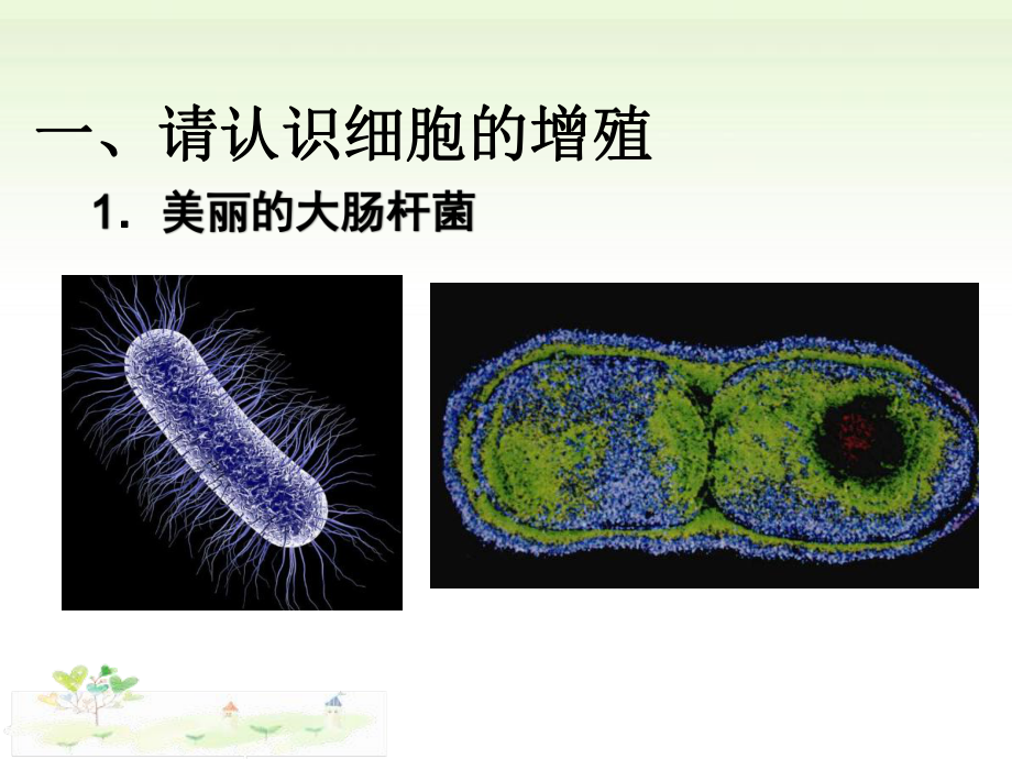 4.1细胞通过分裂增殖一ppt课件-（新教材）2019新浙科版高中生物必修一.pptx_第2页