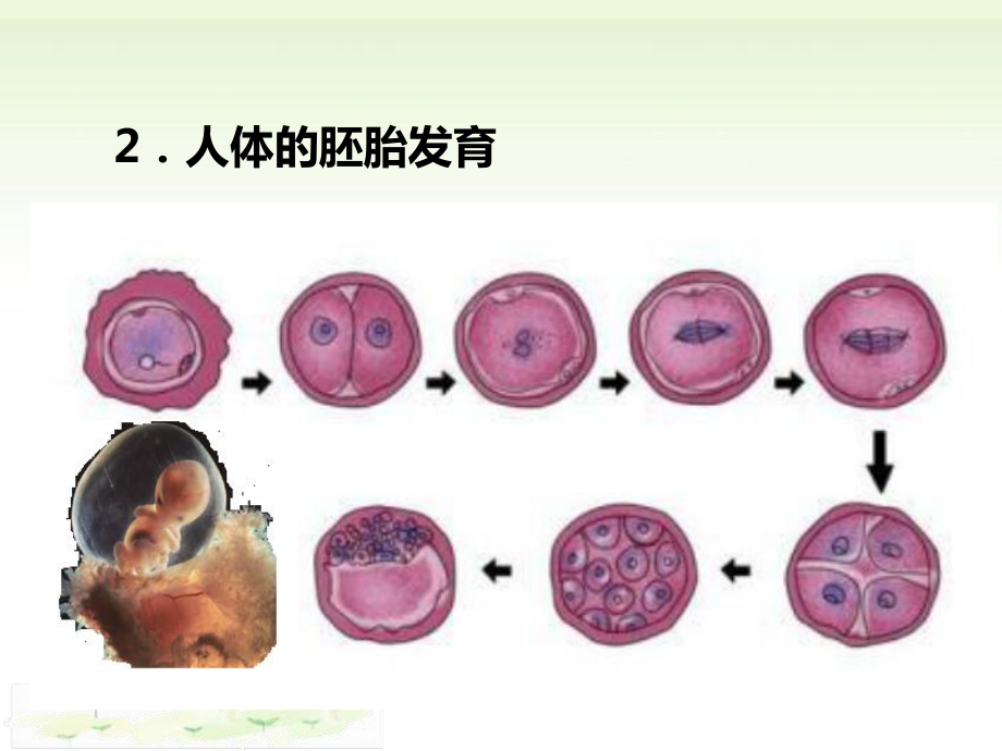 4.1细胞通过分裂增殖一ppt课件-（新教材）2019新浙科版高中生物必修一.pptx_第3页