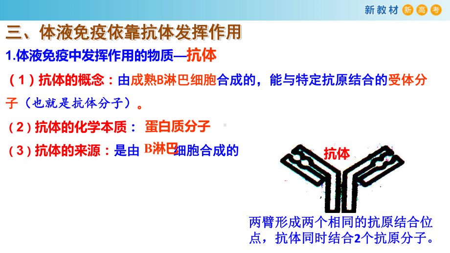 4.3人体通过特异性免疫对抗病原体（2）ppt课件-（新教材）2019新浙科版高中生物选择性必修一.pptx_第2页