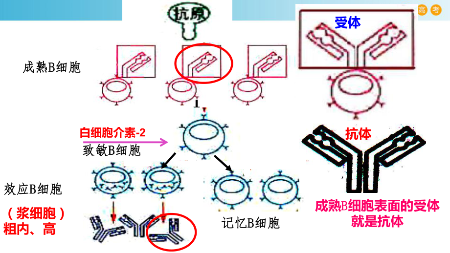 4.3人体通过特异性免疫对抗病原体（2）ppt课件-（新教材）2019新浙科版高中生物选择性必修一.pptx_第3页