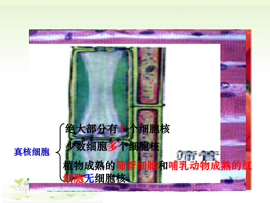 2.4细胞核是细胞生命活动的控制中心ppt课件-（新教材）2019新浙科版高中生物必修一 (2).pptx_第2页