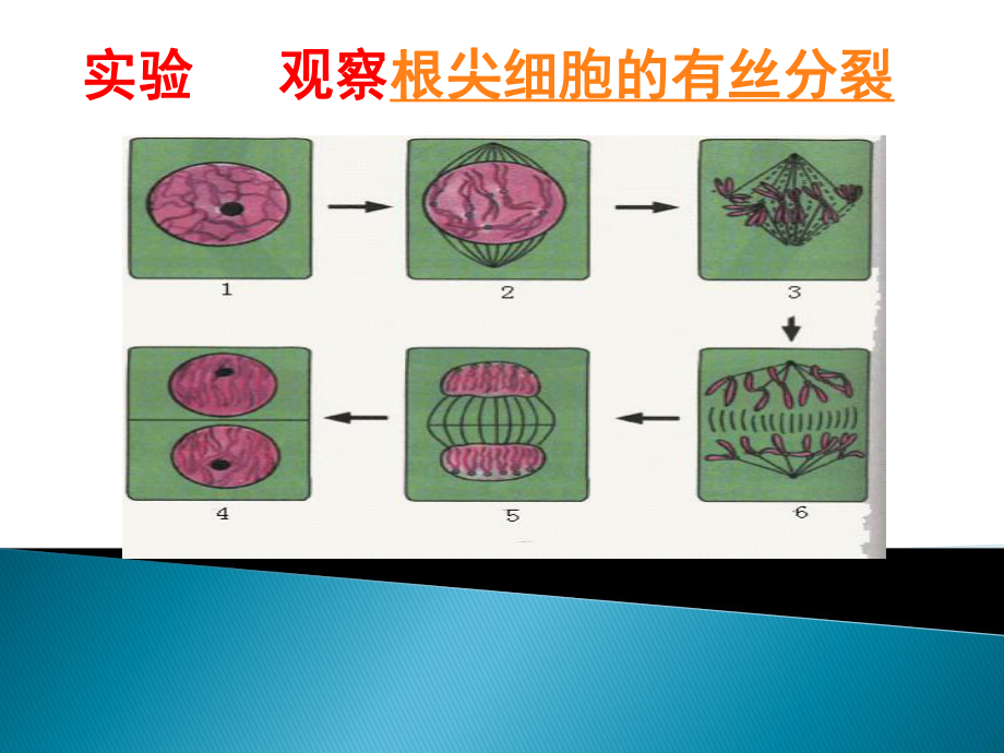 细胞通过分裂增殖 第三课时.pptx_第2页