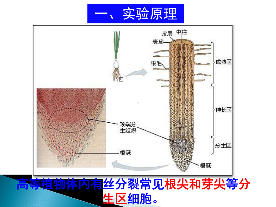 细胞通过分裂增殖 第三课时.pptx_第3页