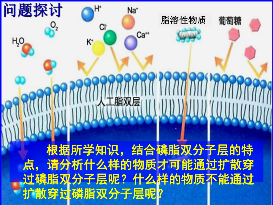 3.3物质通过多种方式出入细胞二ppt课件-（新教材）2019新浙科版高中生物必修一.pptx_第3页