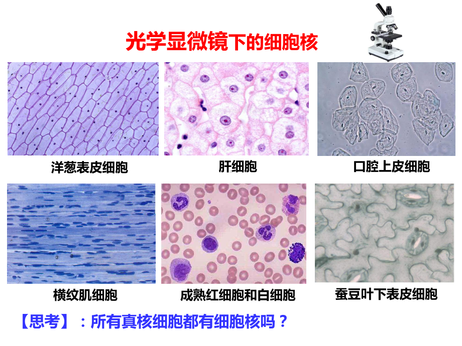 2.4细胞核是细胞生命活动的控制中心ppt课件-（新教材）2019新浙科版高中生物必修一.pptx_第3页