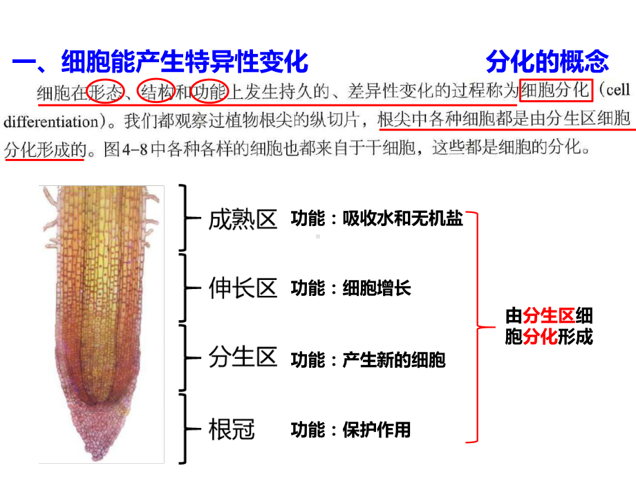 4.2细胞通过分化产生不同类型的细胞ppt课件-（新教材）2019新浙科版高中生物必修一.pptx_第2页