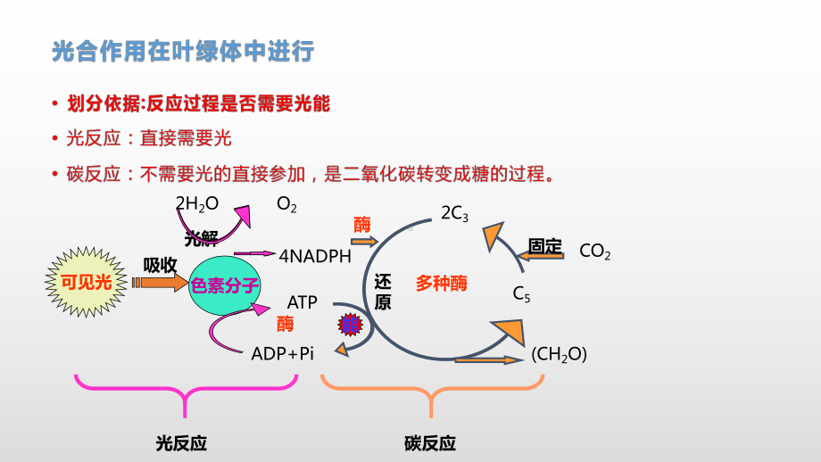 3.5 光合作用将光能转化为化学能（3）光合作用的过程 ppt课件-（新教材）2019新浙科版高中生物必修一.pptx_第3页