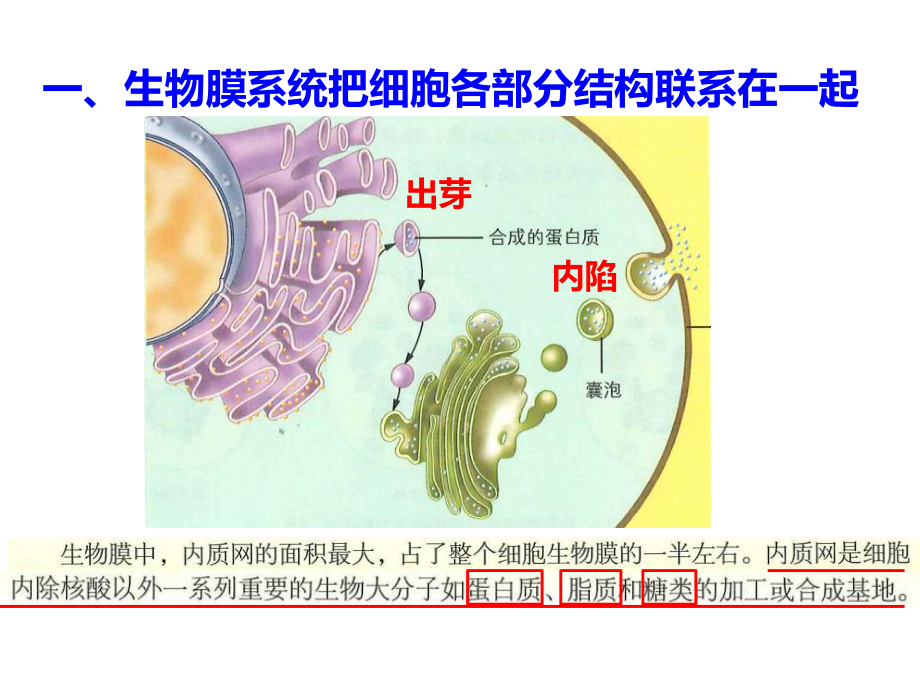 2.5细胞在结构和功能上是一个统一整体2.6原核细胞内无成形的细胞核ppt课件-（新教材）2019新浙科版高中生物必修一.pptx_第3页