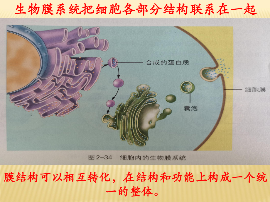 2.5细胞在结构和功能上是一个统一整体1ppt课件-（新教材）2019新浙科版高中生物必修一.pptx_第3页