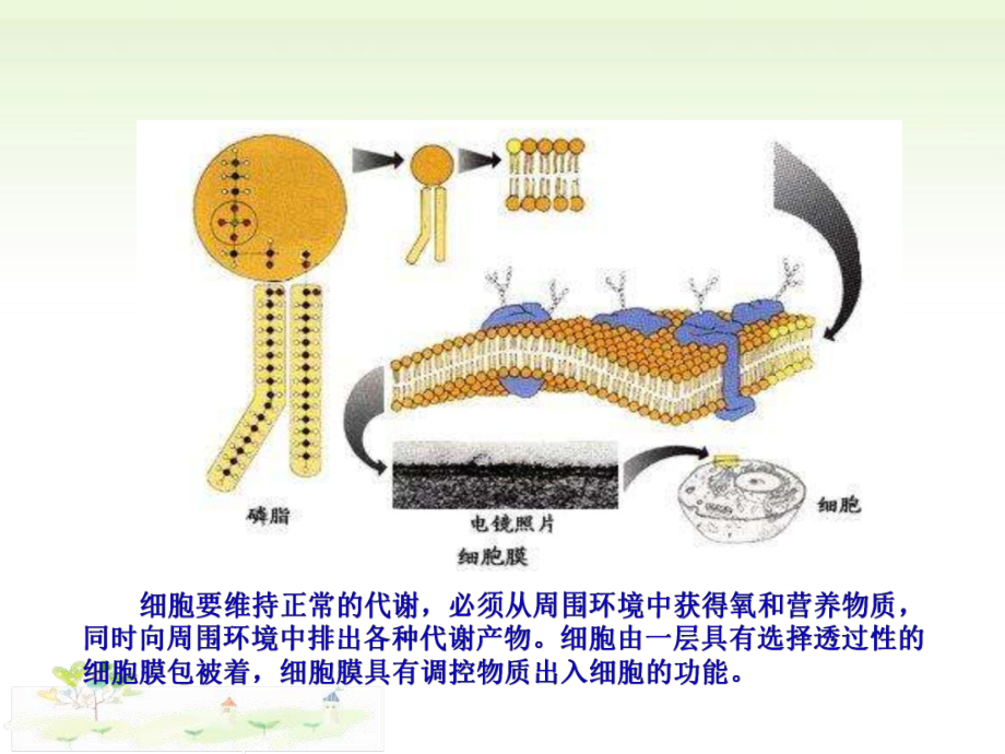 3.3物质通过多种方式出入细胞一ppt课件-（新教材）2019新浙科版高中生物必修一.pptx_第2页