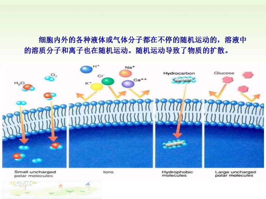 3.3物质通过多种方式出入细胞一ppt课件-（新教材）2019新浙科版高中生物必修一.pptx_第3页