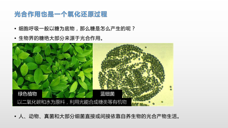 3.5 光合作用将光能转化为化学能（1）光合作用的概念及光合色素的提取与分离 ppt课件-（新教材）2019新浙科版高中生物必修一.pptx_第2页