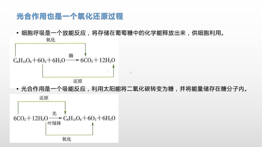 3.5 光合作用将光能转化为化学能（1）光合作用的概念及光合色素的提取与分离 ppt课件-（新教材）2019新浙科版高中生物必修一.pptx_第3页