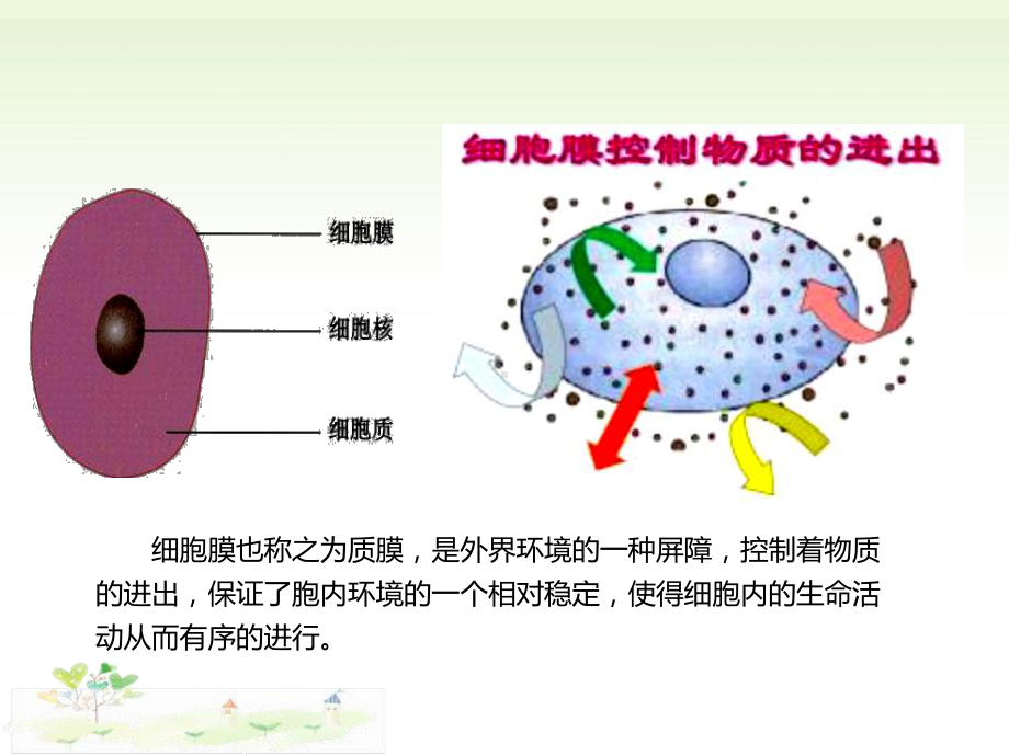 2.2细胞膜控制细胞与周围环境的联系ppt课件-（新教材）2019新浙科版高中生物必修一.pptx_第2页