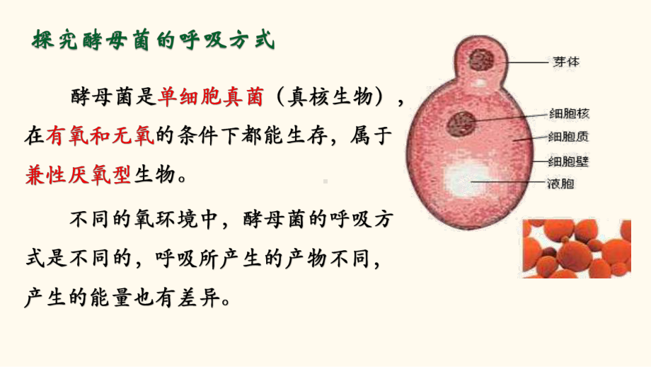 3.4细胞呼吸（3）-ppt课件-（新教材）2019新浙科版高中生物必修一.pptx_第1页