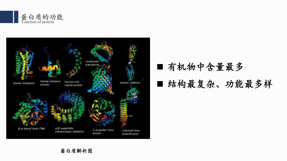 2.4 蛋白质是生命活动的主要承担者 ppt课件-（新教材）2019新人教版高中生物必修一 (2).pptx_第3页