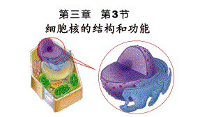 3.3 细胞核的结构和功能 ppt课件-（新教材）2019新人教版高中生物必修一 (2).pptx