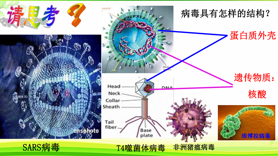 1.1 从生物圈到细胞ppt课件-（新教材）2019新人教版高中生物必修一.pptx_第3页