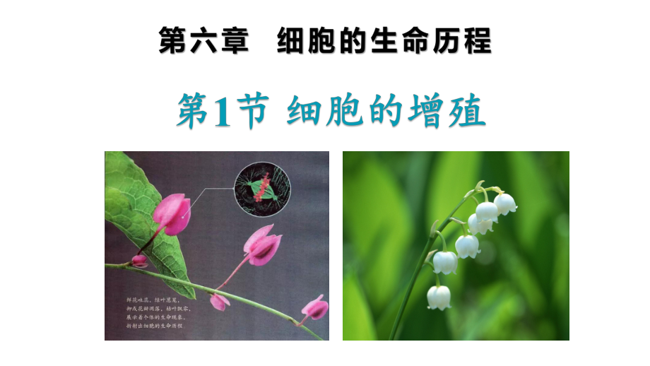 6.1 细胞的增殖 ppt课件-（新教材）2019新人教版高中生物必修一.pptx_第1页