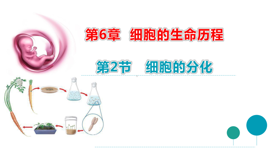 6.2细胞分化 课件（新教材）2020-2021学年高一生物人教版（2019）必修一.pptx_第1页