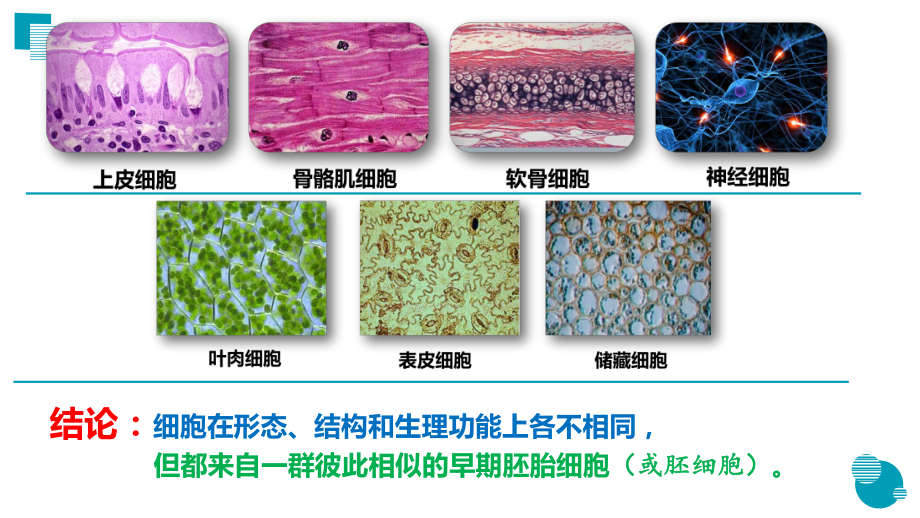 6.2细胞分化 课件（新教材）2020-2021学年高一生物人教版（2019）必修一.pptx_第2页