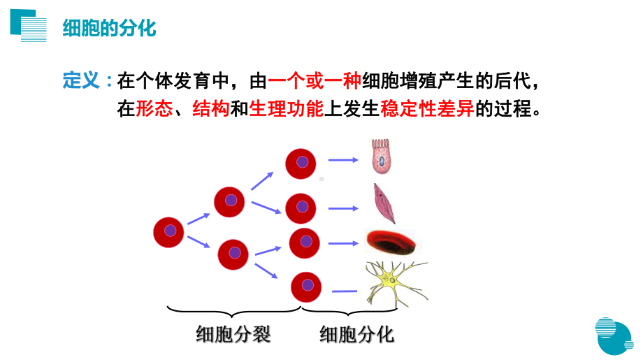 6.2细胞分化 课件（新教材）2020-2021学年高一生物人教版（2019）必修一.pptx_第3页