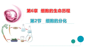 6.2细胞分化 课件（新教材）2020-2021学年高一生物人教版（2019）必修一.pptx