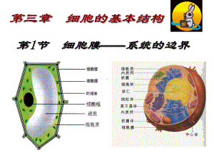 3.1细胞膜—系统的边界ppt课件-（新教材）2019新人教版高中生物必修一.ppt